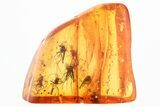 Detailed Fossil True Midge Swarm (Chironomidae) In Baltic Amber #325487-1